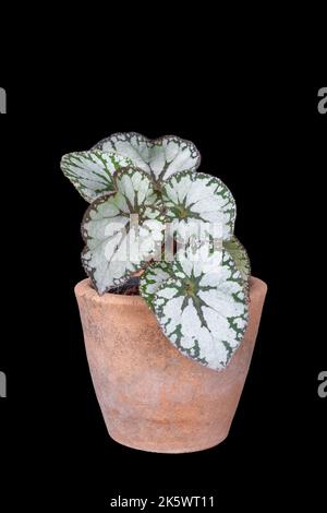 Bella begonia ibrida con argento bianco e verde foglie in vaso di argilla isolato su sfondo nero Foto Stock