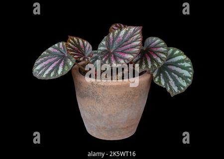 Belle strisce di caramelle rizomatous begonia ibrido con rosso bianco e verde foglie in vaso di argilla isolato su sfondo nero Foto Stock
