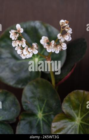 Primo piano di Begonia in fiore eritrofilla aka beefsteak begonia con fiori rosa bianchi e foglie rotonde isolate su sfondo di legno scuro Foto Stock