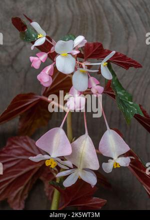 Vista in primo piano di splendidi fiori bianchi rosa maschio e femmina begonia su sfondo di legno scuro Foto Stock