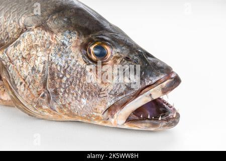 Il pesce dentice grigio mangrovie denti affilati chiudono la bocca aperta Foto Stock