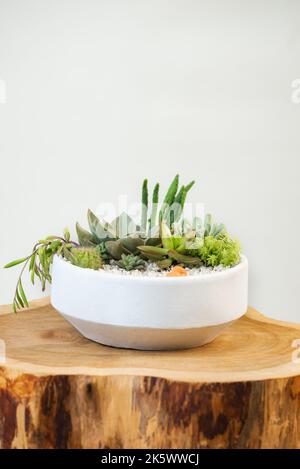 Gruppo di succulento e cactus decorazione elemento pentola argilla in cima a un primo piano in legno Foto Stock
