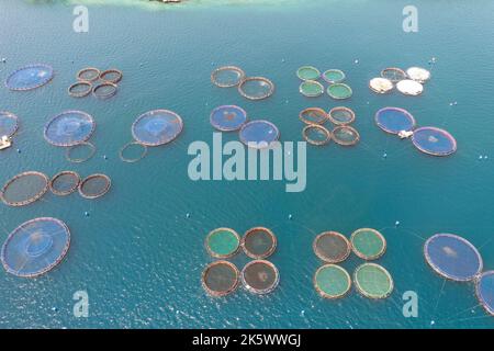 Acquacoltura industria ittica, allevamento ittico. Spigola e orata crescono in gabbie, vista aerea drone. Foto Stock