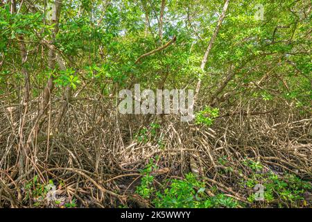 Foreste di mangrovie fitti alberi tropicali fogliame giungla selvaggio ecosistema boschi a Tobago Foto Stock