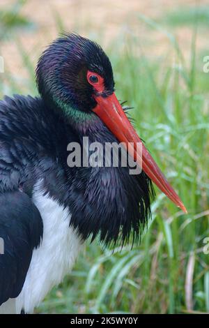 La cicogna nera (Ciconia nigra) si trova in un habitat naturale Foto Stock