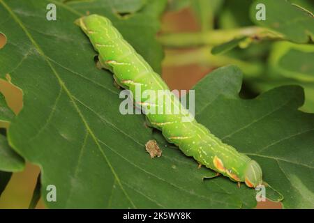 La falce - le grandi larve prominenti (Peridea anceps) (bruco) che si nutrono su una foglia di quercia Foto Stock