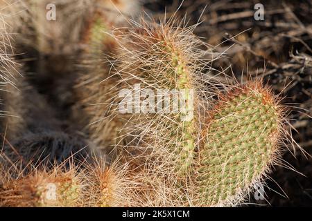 Spine ricurve bianche densamente sovrapposte di Opuntia Polyacantha varietà Erinacea, Cactaceae, nativo nelle piccole montagne di San Bernardino, estate. Foto Stock