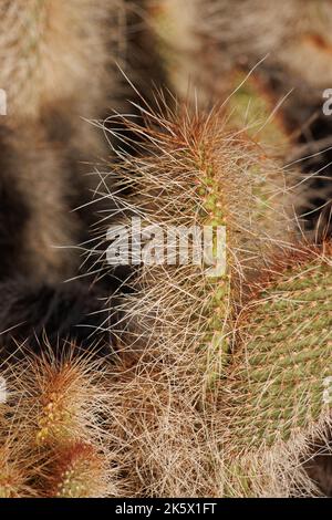Spine ricurve bianche densamente sovrapposte di Opuntia Polyacantha varietà Erinacea, Cactaceae, nativo nelle piccole montagne di San Bernardino, estate. Foto Stock