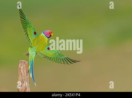 Prugne testa il parakeet che si tuffa verso il suo habitat dopo una rapida sosta sul ramo vuoto Foto Stock