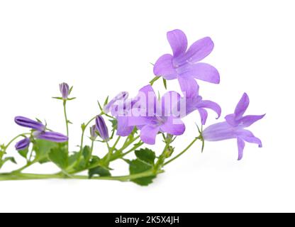 Muro fiore campanaria isolato su bianco Foto Stock