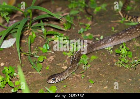 Ptyas mucosa, serpente orientale, serpente indiano di ratto nella fauna selvatica Foto Stock