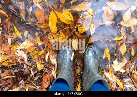 I piedi in stivali di gomma grigia sono in piedi in una pozza dove un sacco di foglie dorate e gialle cadute sono galleggianti. Foto Stock