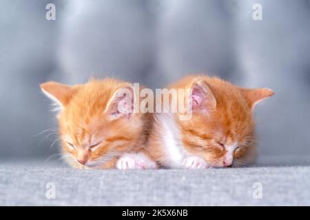 Due gattini zenzero carino a strisce dormono a casa sul divano grigio, adorabili gatti, rilassare gli animali domestici. Foto Stock