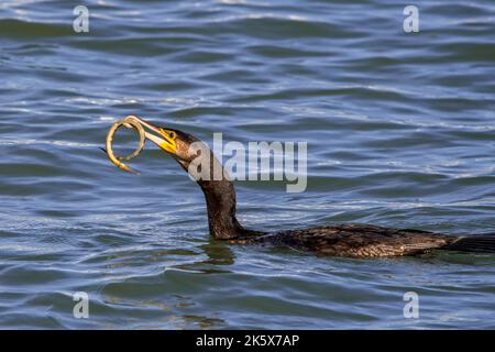 Grande cormorano (Phalacrocorax carbo) nuoto lungo la costa del Mare del Nord con pescato maggiore (Syngnathus acus) in becco Foto Stock