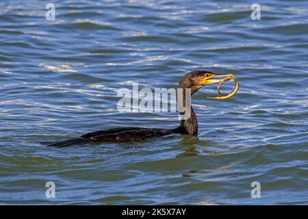 Grande cormorano (Phalacrocorax carbo) nuoto lungo la costa del Mare del Nord con pescato maggiore (Syngnathus acus) in becco Foto Stock