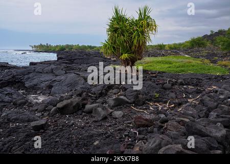 roccia lavica nera e costa nella baia di alahaka lungo il sentiero storico nazionale di ala kahakai a sud di kona hawaii Foto Stock