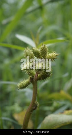 Closeup di semi di Xanthium strumarium anche noto Ditchbur,Noogoora, comune, ruvido, Burweed, europeo, Noogoora Burr, Noogoora bur, Sheeps bur. Il fr Foto Stock