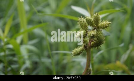 Closeup di semi di Xanthium strumarium anche noto Ditchbur,Noogoora, comune, ruvido, Burweed, europeo, Noogoora Burr, Noogoora bur, Sheeps bur. Il fr Foto Stock