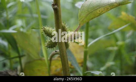 Closeup di semi di Xanthium strumarium anche noto Ditchbur,Noogoora, comune, ruvido, Burweed, europeo, Noogoora Burr, Noogoora bur, Sheeps bur. Il fr Foto Stock