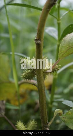 Closeup di semi di Xanthium strumarium anche noto Ditchbur,Noogoora, comune, ruvido, Burweed, europeo, Noogoora Burr, Noogoora bur, Sheeps bur. Il fr Foto Stock