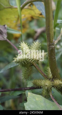 Closeup di semi di Xanthium strumarium anche noto Ditchbur,Noogoora, comune, ruvido, Burweed, europeo, Noogoora Burr, Noogoora bur, Sheeps bur. Il fr Foto Stock