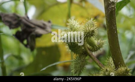 Closeup di semi di Xanthium strumarium anche noto Ditchbur,Noogoora, comune, ruvido, Burweed, europeo, Noogoora Burr, Noogoora bur, Sheeps bur. Il fr Foto Stock