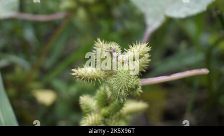 Closeup di semi di Xanthium strumarium anche noto Ditchbur,Noogoora, comune, ruvido, Burweed, europeo, Noogoora Burr, Noogoora bur, Sheeps bur. Il fr Foto Stock