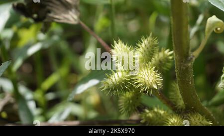 Closeup di semi di Xanthium strumarium anche noto Ditchbur,Noogoora, comune, ruvido, Burweed, europeo, Noogoora Burr, Noogoora bur, Sheeps bur. Il fr Foto Stock