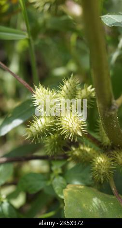 Closeup di semi di Xanthium strumarium anche noto Ditchbur,Noogoora, comune, ruvido, Burweed, europeo, Noogoora Burr, Noogoora bur, Sheeps bur. Il fr Foto Stock