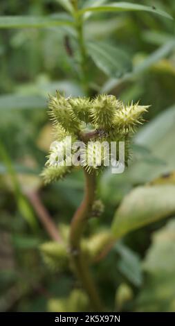 Closeup di semi di Xanthium strumarium anche noto Ditchbur,Noogoora, comune, ruvido, Burweed, europeo, Noogoora Burr, Noogoora bur, Sheeps bur. Il fr Foto Stock