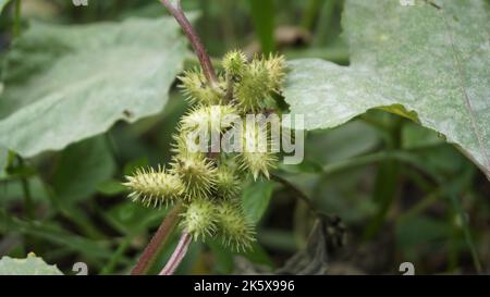 Closeup di semi di Xanthium strumarium anche noto Ditchbur,Noogoora, comune, ruvido, Burweed, europeo, Noogoora Burr, Noogoora bur, Sheeps bur. Il fr Foto Stock