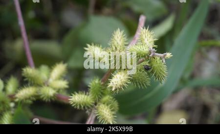 Closeup di semi di Xanthium strumarium anche noto Ditchbur,Noogoora, comune, ruvido, Burweed, europeo, Noogoora Burr, Noogoora bur, Sheeps bur. Il fr Foto Stock