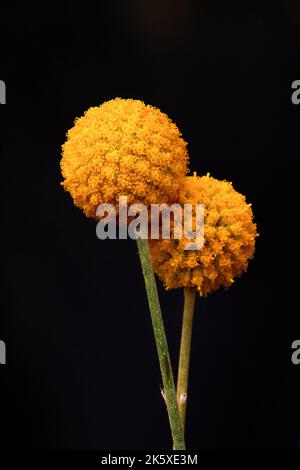 Craspedia globosa 'Golf Beauty' (Billy Buttons) fiori Foto Stock