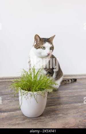 Gatto domestico mangiare erba verde succosa Cyperus alternifolius Zumula per i gatti in vaso di fiori, concetto di salute del gatto interno Foto Stock