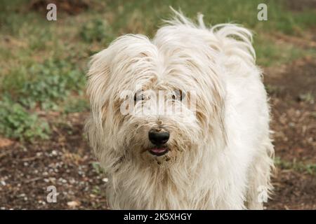 Adorabile bianco shaggy stray cane da strada closeup Foto Stock
