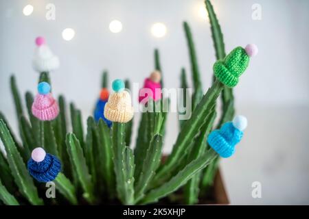 Cappelli decorativi in lana multicolore con pomposi sono indossati sui gambi di un cactus vivo in una pentola a casa. Divertente e creativo. Concetto invernale. Foto Stock