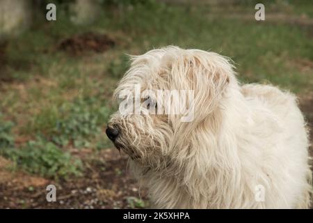 Adorabile bianco shaggy stray cane da strada closeup Foto Stock