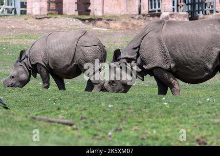 Due rinoceronti indiani (rinoceronte unicornis) pascolo Foto Stock