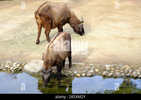 Il yak domestico (Bos grunniens), aka il bue tartario, bue grunting o bestiame peloso, un bestiame a capelli lunghi addomesticato bere acqua e pascolo. Foto Stock