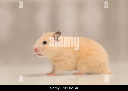 Un criceto color pesca corre sul tavolo con un riflesso, un morbido animale domestico. Foto Stock