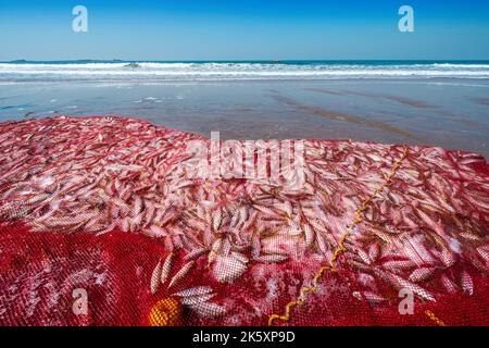 Una rete di pesca piena di pesce appena pescato su una spiaggia sulla costa dell'India in Maharashtra Foto Stock