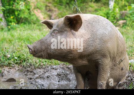 Primo piano di una scrofa incinta o Sus scrofa domestica, seduta su una pudle di fango guardando al suo fianco. Maiale con il suo corpo coperto di fango, camminando sul gras Foto Stock