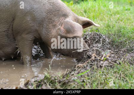 Primo piano di Sus scrofa domesticus o maiale, all'interno di una pozza di fango, raccogliendo il naso nel fango. La scrofa è incinta. Maiale molto sporco con fango che copre il suo Foto Stock