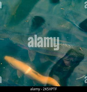 Karelian e trota dorata nuotano nei fiumi di montagna, allevamento artificiale di pesci in acqua corrente, molti pesci sott'acqua. Foto Stock