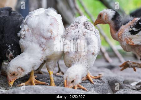 Primo piano di due polli bianchi contadini, mangiando purina dal suolo in una fattoria contadina colombiana. Gallus gallus domesticus sviluppo e crescita per Foto Stock