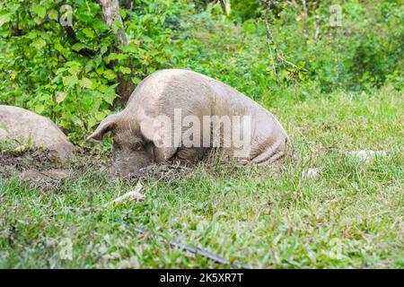 Vista di una scrofa o Sus scrofa domestica, scavando nel fango con il suo muso. Maiale con tutto il corpo ricoperto di fango marrone, camminando all'esterno della sua penna. Conce Foto Stock