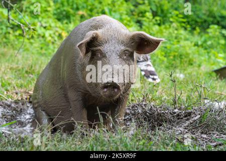 Primo piano di una scrofa o Sus scrofa domestica, seduta su una pozza di fango guardando la macchina fotografica. Maiale con il suo corpo coperto di fango, camminando sull'erba. Foto Stock