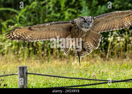 Il Siberiano gufo reale, Bubo bubo sibiricus è il più grande gufo nel mondo. Foto Stock