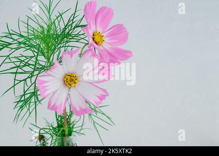 Rosa chiaro Cosmos fiori isolato su sfondo bianco. Foto Stock