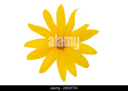 Un girasole in vaso su sfondo nero. Foto Stock